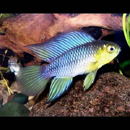 Apistogramma borelli - Borellli apisto ombrelle L